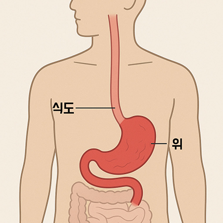 사람의 상반신 해부도에 위는 왼쪽 상복부에, 식도는 위의 오른쪽 위쪽에서 연결되어 있는 모습을 보여주는 한국어 설명 이미지