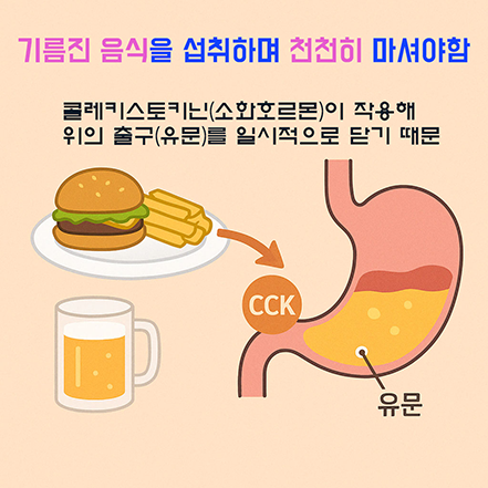 햄버거와 감자튀김, 맥주가 위에 들어간 후 콜레키스토키닌(CCK) 소화호르몬이 유문을 닫는 과정을 설명한 소화기관 다이어그램