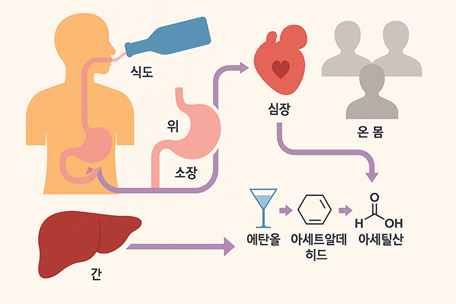 사람의 소화기관을 통해 알코올이 흡수되고 간에서 분해되는 과정을 한국어로 설명한 다이어그램