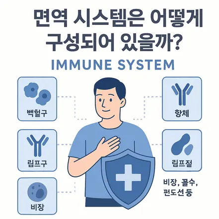 면역 시스템 구성 요소를 나타내는 일러스트 – 백혈구, 림프구, 항체, 림프절, 비장