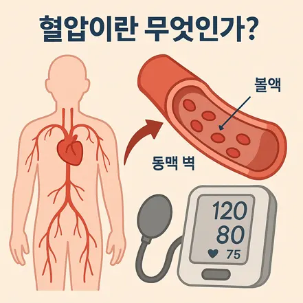 심장과 혈관, 혈액, 혈압계를 통해 혈압 개념을 설명하는 인포그래픽 이미지