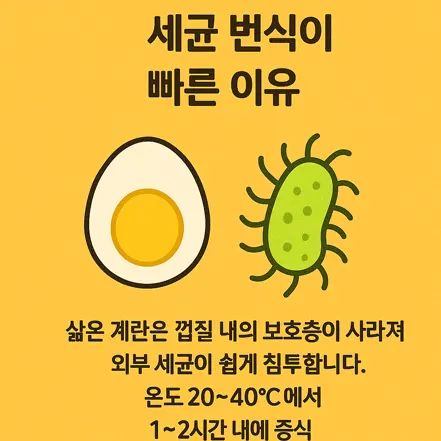 삶은 계란에서 세균이 빠르게 번식하는 이유를 설명하는 인포그래픽