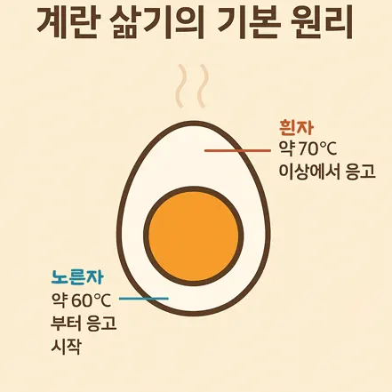 계란 삶기의 기본 원리 – 흰자는 약 70도 이상에서 응고, 노른자는 약 60도부터 응고 시작