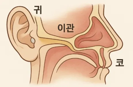 코와 귀가 이관으로 연결된 모습을 보여주는 해부학적 단면도