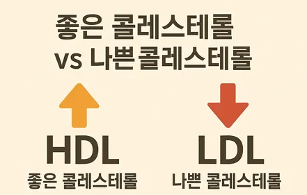 좋은 콜레스테롤 HDL과 나쁜 콜레스테롤 LDL 비교 인포그래픽