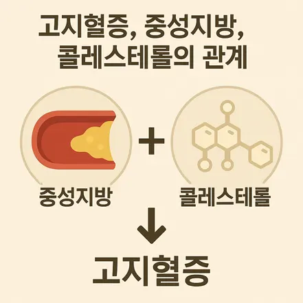 고지혈증, 중성지방, 콜레스테롤의 관계를 설명하는 인포그래픽