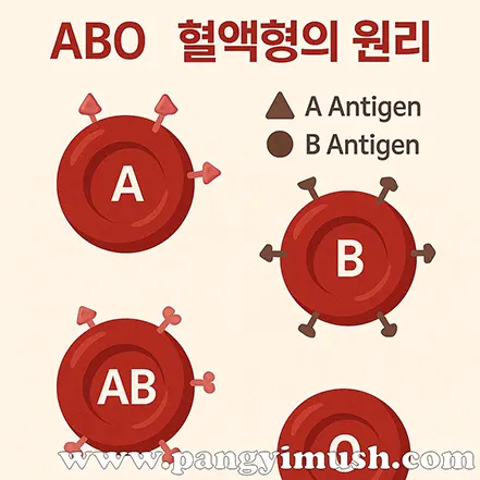 ABO식 혈액형의 원리를 설명하는 인포그래픽 – A, B, AB, O형 적혈구와 항원 구조 비교