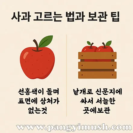 사과 고르는 법과 보관 팁을 그림으로 표현한 이미지