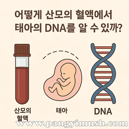 산모의 혈액에서 태아의 DNA가 검출되는 원리를 표현한 일러스트