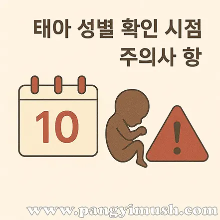 태아 성별 확인 시점과 주의사항을 표현한 일러스트