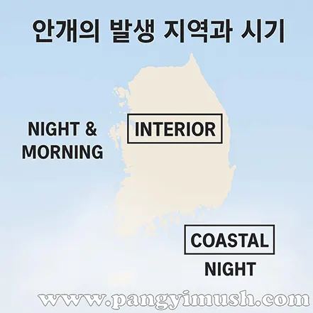 한국 지도 위에 안개의 발생 지역과 시기를 표시한 인포그래픽 – 내륙은 아침, 해안은 밤에 안개 발생