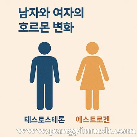 남자와 여자의 호르몬 변화를 설명하는 일러스트
