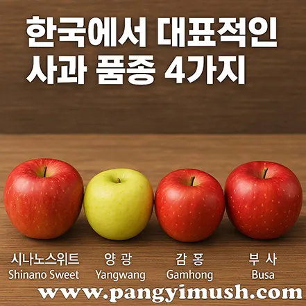 시나노스위트, 양광, 감홍, 부사 네 가지 사과 품종이 나란히 놓인 모습