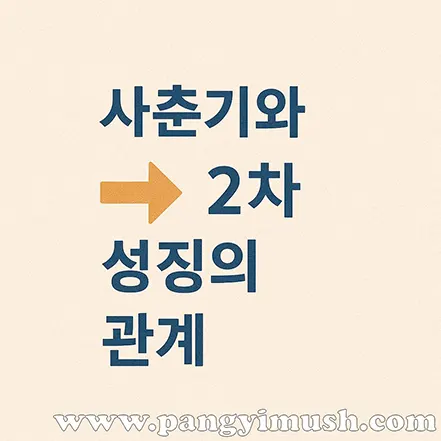 사춘기와 2차 성징의 관계를 설명하는 이미지