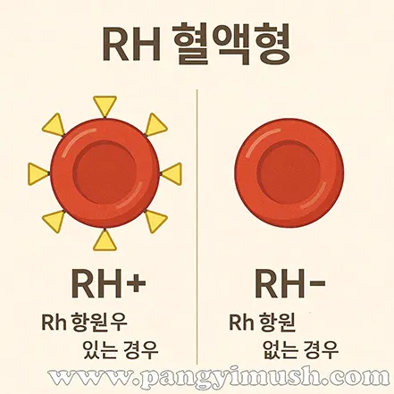 Rh+와 Rh−의 차이를 비교한 인포그래픽 – 적혈구의 항원 유무 설명