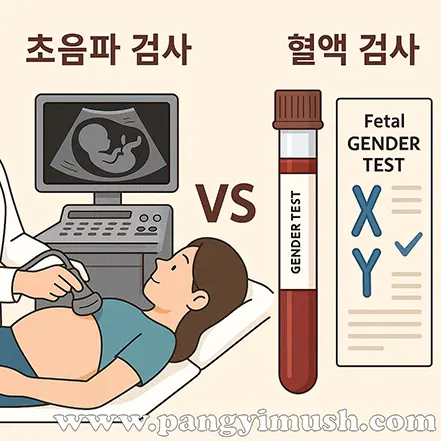 임산부의 초음파 검사와 혈액 검사를 비교한 일러스트 이미지