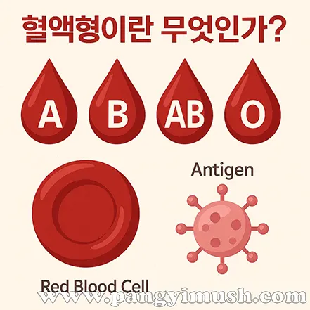 혈액형의 개념을 설명하는 인포그래픽 – A, B, AB, O 피방울과 적혈구, 항원 이미지