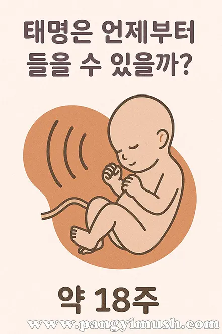 ‘태명은 언제부터 들을 수 있을까?’ 문구와 함께 약 18주의 태아가 귀를 기울이는 일러스트