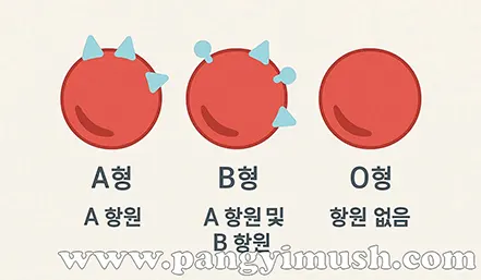A형, B형, O형의 항원 유무를 비교한 인포그래픽 – 혈액형 이름의 유래 설명