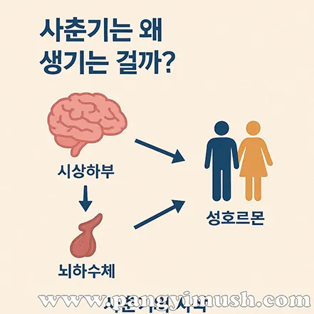 사춘기가 생기는 이유를 설명하는 교육용 일러스트