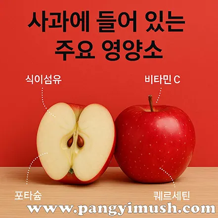 빨간 배경 위에 통사과와 반으로 자른 사과가 놓여 있고, 식이섬유·비타민 C·포타슘·퀘르세틴 등 주요 영양소가 라벨로 표시된 이미지