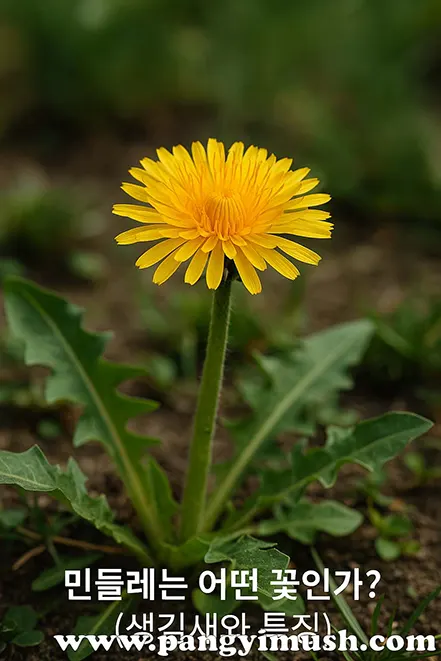 dandelion-flower-characteristics-korean-meaning.jpg