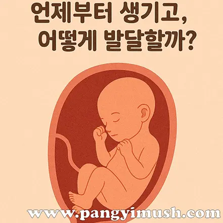 자궁 속 태아가 귀가 발달하는 과정을 표현한 따뜻한 일러스트