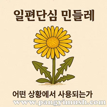 일편단심 민들레 표현이 어떤 상황에서 사용되는지를 설명하기 위해 민들레 일러스트와 문구가 함께 배치된 이미지