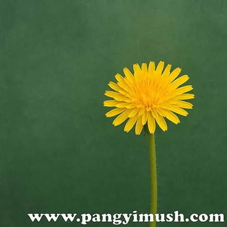 초록 배경 위에 단독으로 선명하게 피어 있는 노란 민들레 일러스트 이미지