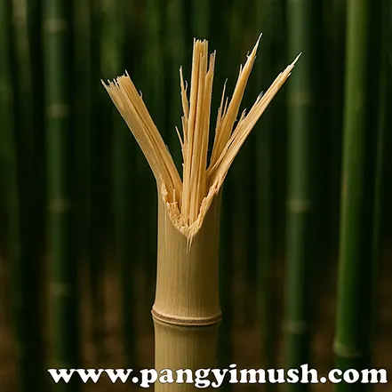 쪼개진 대나무를 클로즈업한 이미지로 파죽지세를 상징하는 모습