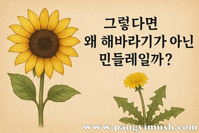 해바라기와 민들레를 비교하며 왜 민들레가 일편단심의 상징인지 보여주는 일러스트 이미지