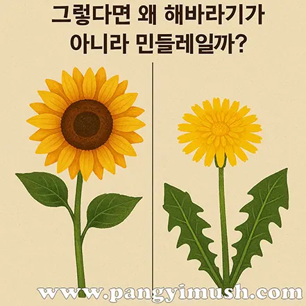 해바라기와 민들레를 비교하며 왜 민들레가 상징으로 선택되는지 질문하는 일러스트 이미지