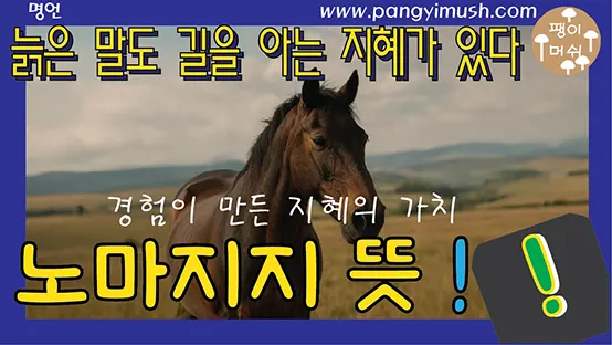 Read more about the article 노마지지(老馬之智) 뜻과 유래 — 경험이 만든 지혜의 가치