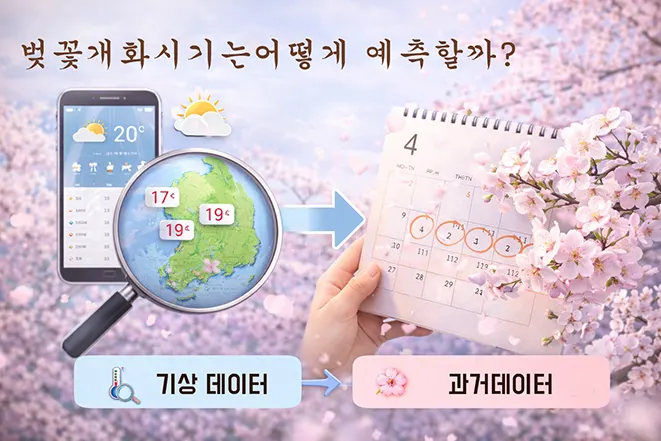 벚꽃 개화 시기 예측 방법 기상 데이터 과거 데이터 분석 이미지