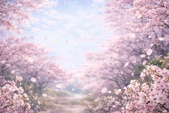 벚꽃 꽃잎이 떨어지는 봄 길 풍경 벚꽃 만개 이미지