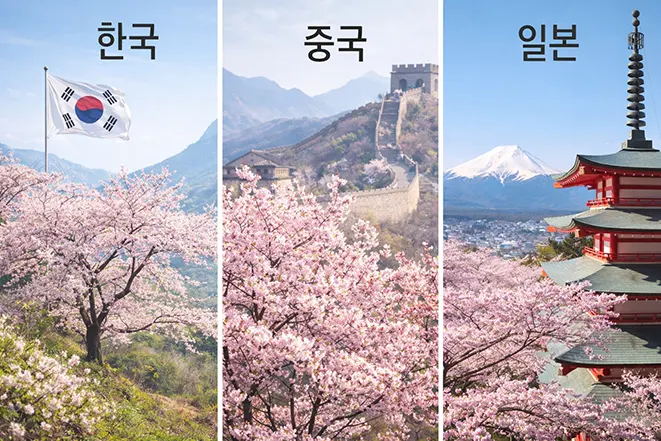 한국 중국 일본 벚꽃 비교 이미지 동아시아 벚꽃 차이 설명