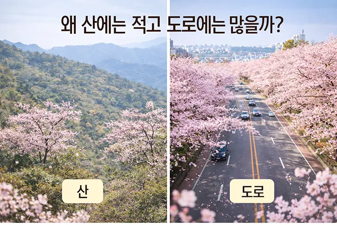 벚꽃 산과 도로 비교 이미지 자연 벚꽃과 가로수 벚꽃 차이 설명
