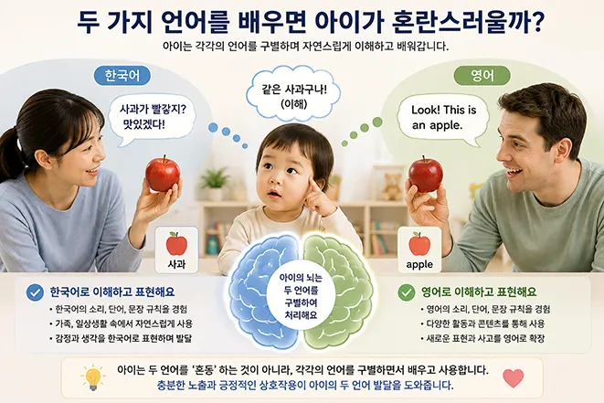 아이가 한국어와 영어로 사과를 표현하며 두 가지 언어를 구별하고 배우는 이중언어 발달 과정을 설명하는 이미지