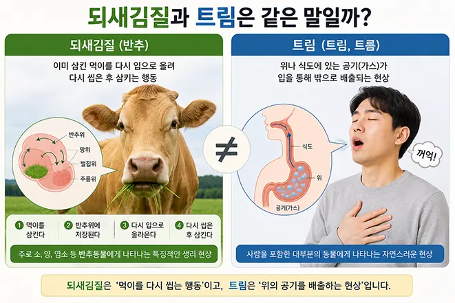소의 되새김질과 사람의 트림 차이를 비교하여 설명하는 이미지