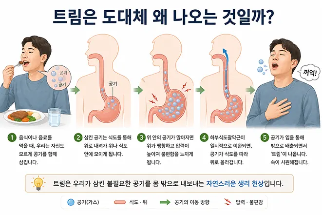 음식과 함께 삼킨 공기가 위에 모였다가 식도를 따라 올라와 트림으로 배출되는 과정을 설명하는 이미지