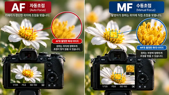 접사와 매크로 촬영에서 AF와 MF의 초점 정확도를 비교한 이미지로 MF를 이용해 꽃술에 정밀하게 초점을 맞추는 모습