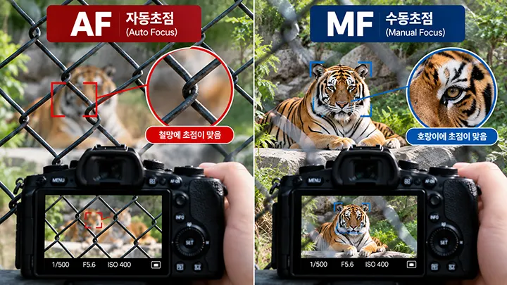 철망 너머의 호랑이를 촬영할 때 AF는 앞쪽 철망에 초점이 맞고 MF는 뒤쪽 호랑이에 직접 초점을 맞추는 차이 비교