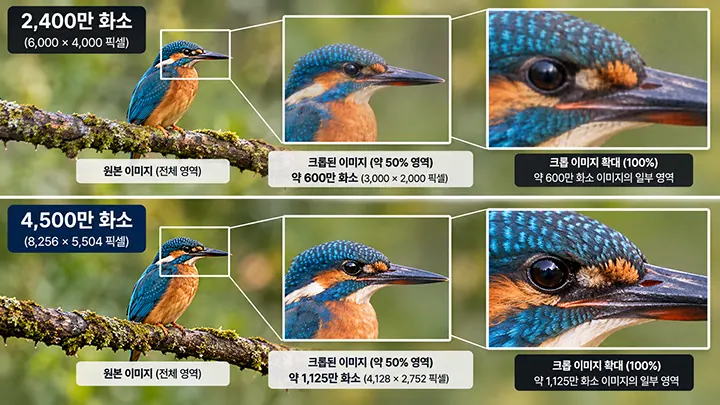 2,400만 화소와 4,500만 화소 카메라로 촬영한 물총새 사진을 비교하고, 동일한 영역을 크롭하여 눈과 부리, 깃털의 세부 표현 차이를 보여주는 이미지
